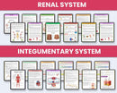 Master Anatomy Without the Overwhelm